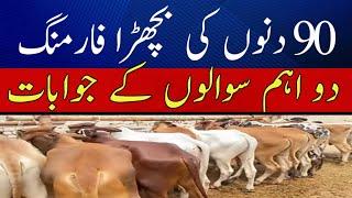 90 days bachra farming business in pakistan/ use of natural desi wanda and urea treat tori  1 kg /