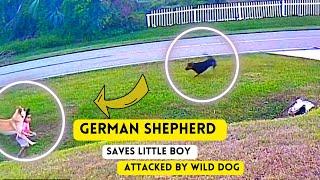 German shepherd SAVES little boy from being attacked by wild dog | lolo news daily