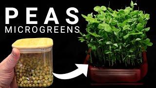 Pea Microgreens Timelapse - From Seed to Sprout in just 5 days