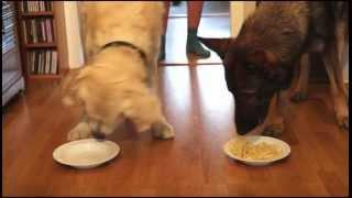 Spaghetti Eating Competition: Golden Retriever vs German Shepherd