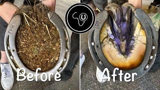 Full hoof restoration and shoe change - Oddly satisfying