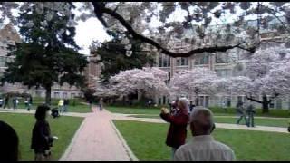 Cherry Blossom at UW