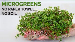 How to grow microgreens without soil | Hydroponic method