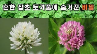 흔한 잡초 토끼풀에 숨겨진 비밀