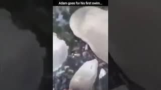 this is my pet duck Adam going for his first swim (meme).