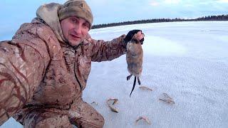 Ловил рыбу, а добыл ондатру. Рыбалка с эхолотом и камерой Калипсо.