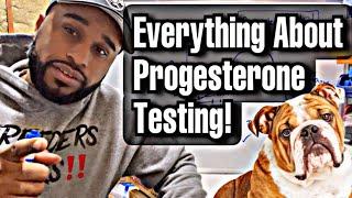 Everything you need to know about dogs & progesterone testing! (Progesterone 101)