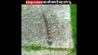 King Cobra भी डरता है इनसे  | Gaboon Viper Snake | The Fact | #shorts #ytshorts