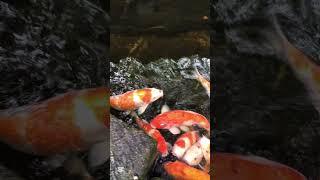 Water World Aquarium Vlog - Edit by Brave.lk #aquarium #viralshorts #fypシ゚viral
