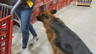 Super friendly GSD at Lowes