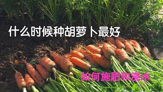 胡萝卜种植（紅蘿蔔）