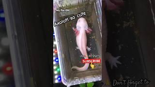 Axolotl so cute #funny #eyetesting #eyelevel #magic #pov #eyegame #love #axolotl #callduck #funny