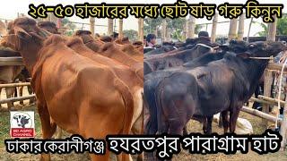 80- ২৫-৫০ হাজারের মধ্যে ছোট ষাড় গরু কিনুন॥ঢাকার হযরতপুর গরুর হাট ২০২২।hazratpur gorur haat 2022