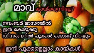 നവംബർ കഴിയുംമുമ്പേ ഇങ്ങനെ ചെയ്യൂ പൂക്കാത്ത മാവും പൂക്കും