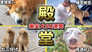 【殿堂入りおもしろ犬】ツッコミどころ満載なおもしろ犬動画50連発！Part1（鳴き声、しゃべる、子犬、かわいい、面白い、吠える）