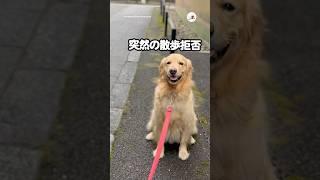 突然のお散歩拒否に奥の手で…｜PECO #ゴールデンレトリバー #愛犬家 #ゴールデンレトリバーのいる暮らし #goldenretriever #goldenretrieverlove