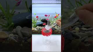 Teach you how to make your own advanced #aquascapegallery #fishgenetics #fishkeeper #fishhobby #fish