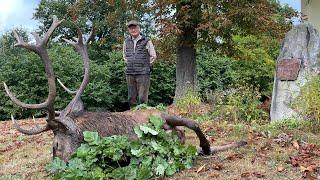 Erlegung eines alten kapitalen Hirsches - Brunft in Masuren