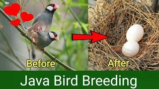 Java Bird Breeding Tips