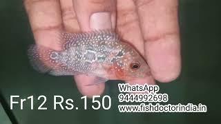 Rs150, Rs.250 flowerhorn