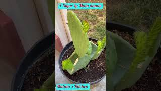 Nopales De Casa #delicious #jardin #garden