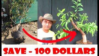 How to make a Bonsai from Nursery Material/Sapata Plant/For Beginners