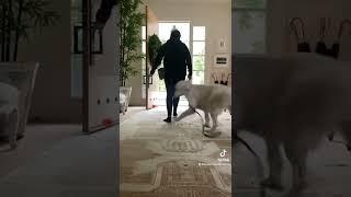 Threshold training for 1yr old Golden Retriever