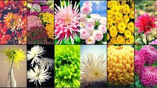 CHRYSANTHEMUM VARIETIES - Plants Weekly