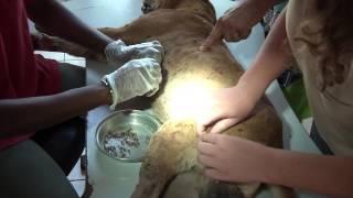 A dog and some worms, found by an animal lover on holidays in The Gambia