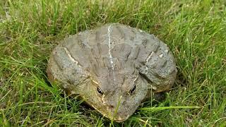 GIANT PIXIE FROG GOES OUTSIDE | AFRICAN BULLFROG | HE IS STILL NOT DEAD!!!