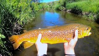 GIANT Brown Trout GORGEOUS Creek Fishing Catch n Cook