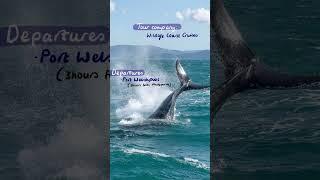 Whale Watching Guide  Wildlife Coast Cruises  #humpbackwhales #whalewatching #australia