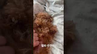 알콩아 째려보지 말아져… #강아지브이로그 #강아지유튜브 #강아지일상 #타이니푸들