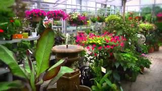 Wasco Nursery     