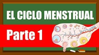 🩸El CICLO MENSTRUAL 🩸 Fase Folicular 🩸Menstruación y Fase proliferativa🩸