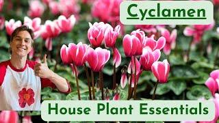 More Flowers for your Cyclamen - Plant Care - How to Grow & Flower Successfully