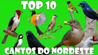 OS MAIS BONITOS CANTOS DE PÁSSAROS DO NORDESTE / TOP 10