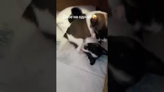 нападение века #jackrussel #джекрасселтерьер #сонечка #shorts #dog