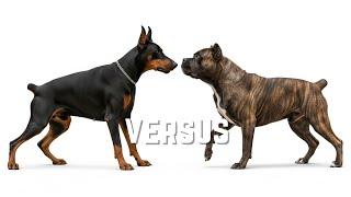Ultimate Showdown: Cane Corso vs Doberman Pinscher