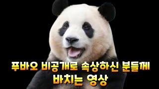 푸바오 비공개로 속상하신 분들을 위해 만든 영상입니다