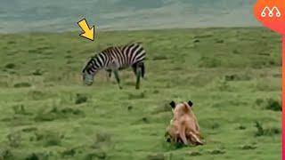 THE LIONESS DIDN'T KNOW THE ZEBRA WAS GOING TO DO THIS