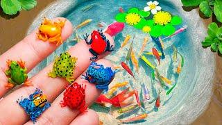 Catch Nest Tiny Colorful Pacman Frogs In Tiny Pond, Aquarium Fish, Guppies | Greatest Fishing Videos