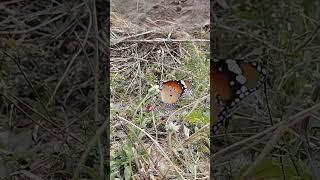 #tigerbutterfly #butterfly 