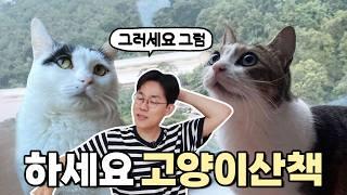 고양이 산책해도 됩니다 단, 이 영상은 꼭 보세요!