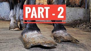 These Hooves Were In Terrible Condition!!! How Can People Let This Happen - Part 2 - So Satisfying