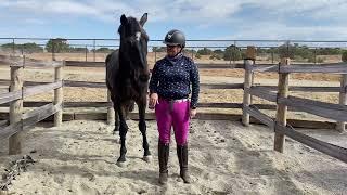 Clicker Training for Horses - A Horse's First Day of R+