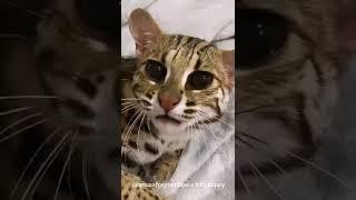 Leonid is Eating Meat and Salmon : Asian Leopard Cat #shorts