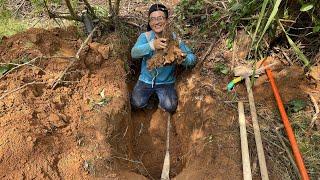 罕见山药窝长7棵藤条，渔夫说要挖出40斤野生山药，看收获乐坏了