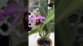 My Laelia Purpurata Var Atropurpurea in blooming in the garden #orchidcollection #orchid #plants