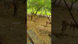 Beautiful Deer in Arunachalam #short #Veni Wonders